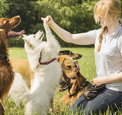 Behaviourist Support