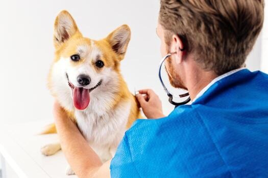Veterinary Support